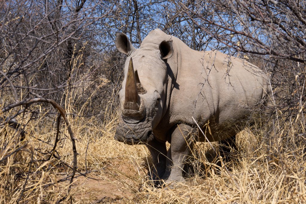 Breitmaulnashorn, Waterberg Wilderness