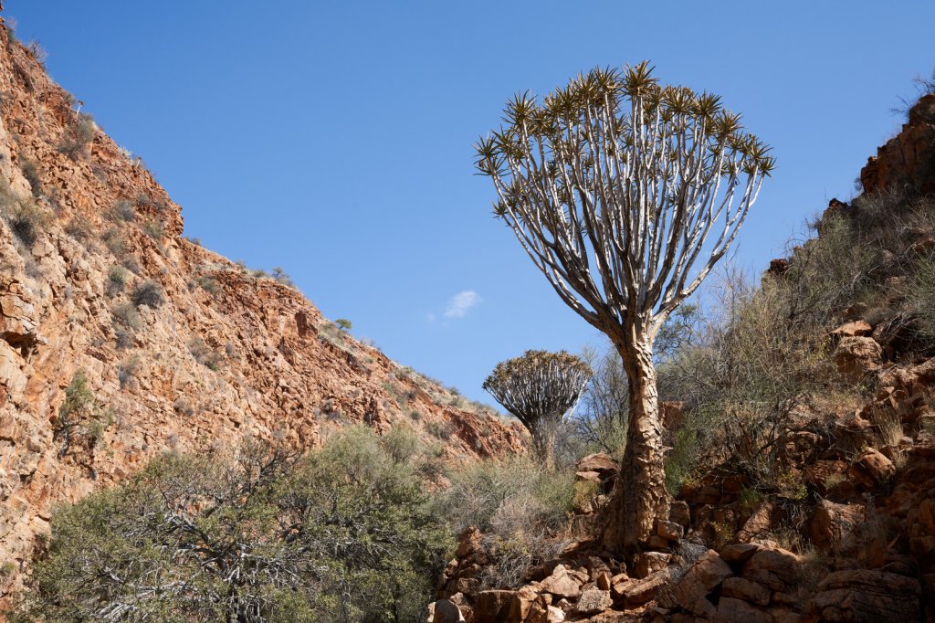 Köcherbaum, Namib-Naukluft-Nationalpark