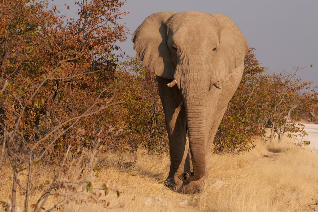 Elefant nahe Olifantsbad, Etoshapfanne
