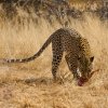 Leopard, Naankuse Foundation Wildlife Sanctuary