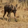 Afrikanischer Wildhund, Naankuse Foundation Wildlife Sanctuary