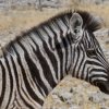 Zebra, Goas, Etoshapfanne