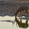 Kudu, Halali, Etoshapfanne