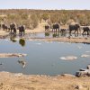 Elefantenherde, Halali, Etoshapfanne