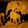 Elefanten, Halali, Etoshapfanne
