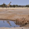 Impalas & Giraffen, Chudop, Etoshapfanne