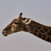 Giraffe, Etoshapfanne