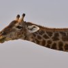Giraffe, Etoshapfanne