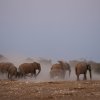Elefantenherde, Klein Namutoni, Etoshapfanne