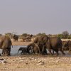 Elefantenherde & Giraffe, Klein Namutoni, Etoshapfanne