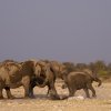 Elefanten, Klein Namutoni, Etoshapfanne