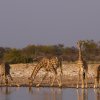 Giraffen, Klein Namutoni, Etoshapfanne