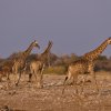 Giraffen, Klein Namutoni, Etoshapfanne
