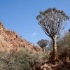 Köcherbaum, Namib-Naukluft-Nationalpark