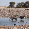 Oryx-Antilopen, Okaukuejo, Etoshapfanne