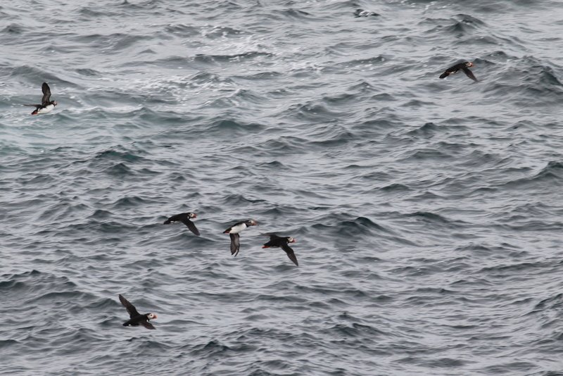 Papageientaucher bei Elliston