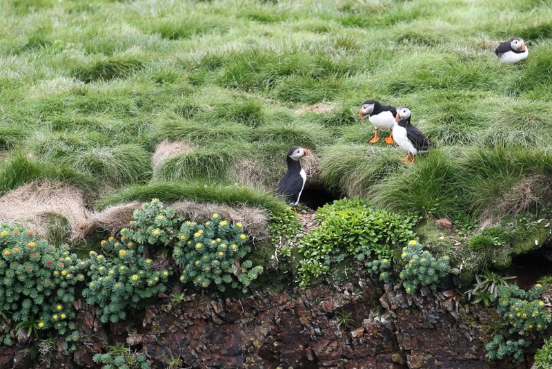 Papageientaucher bei Elliston