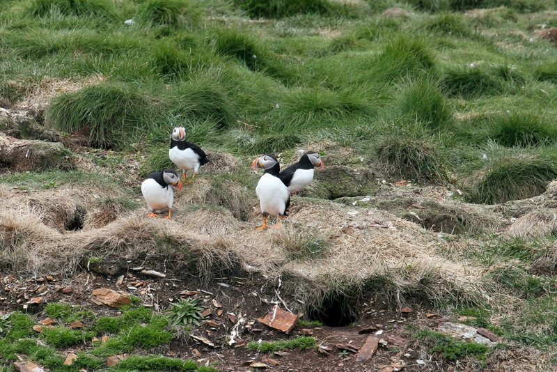 Papageientaucher bei Elliston