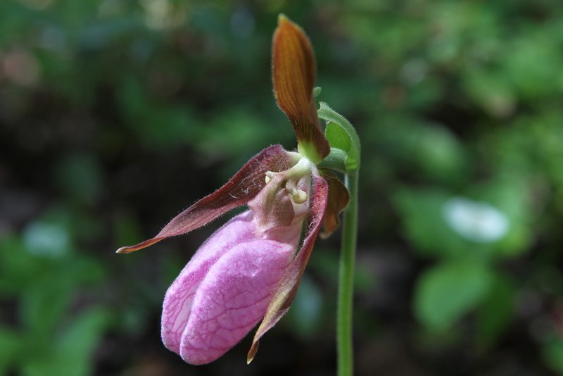 Orchidee Frauenschuh