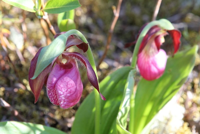 Orchidee Frauenschuh