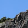 Weißkopfseeadler, Twillingate