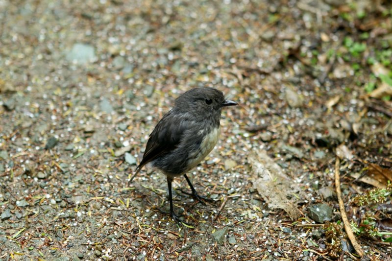 Robin, Motuara Island