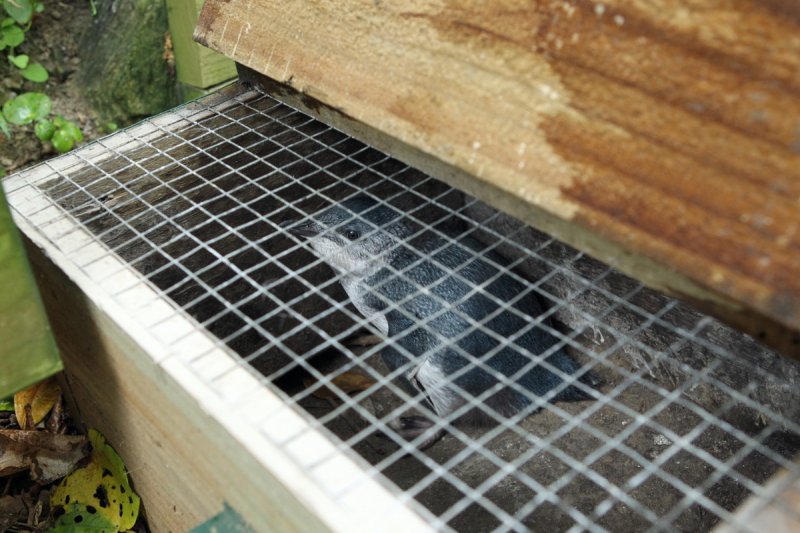 Zwergpinguin, Motuara Island