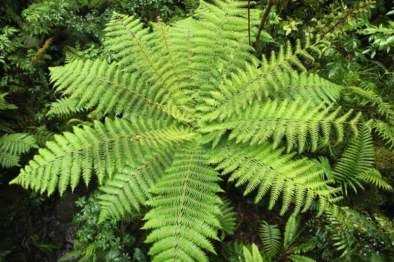 Farn, The Chasm, Fjordland NP