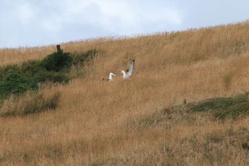 Königsalbatrosse, Otago Halbinsel