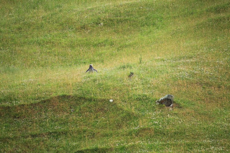 Gelbaugenpinguin, Otago Halbinsel