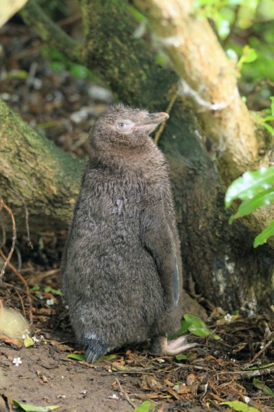 Gelbaugenpinguinjunges, Otago Halbinsel