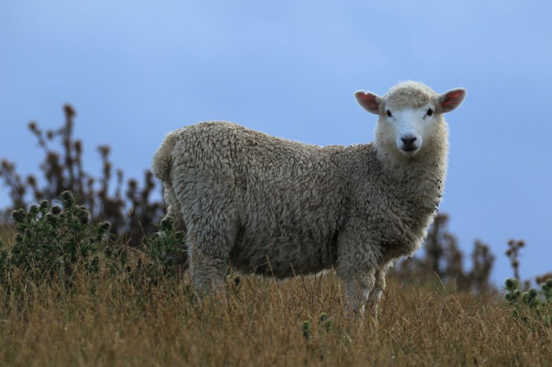 Lamm, Otago Halbinsel