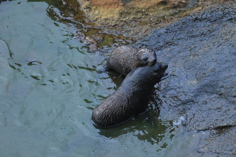 Pelzrobben, Otago Halbinsel