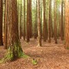 Redwood Grove, Rotorua