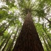Redwood Grove, Rotorua