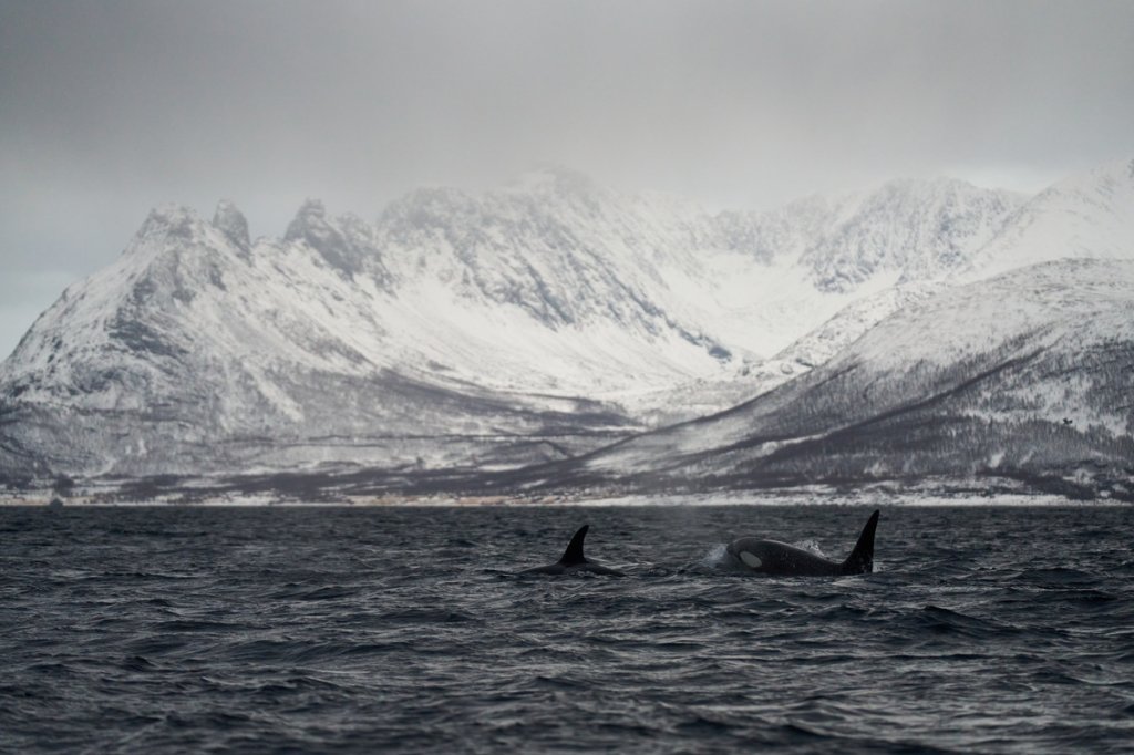 Orcas, Skjervøy