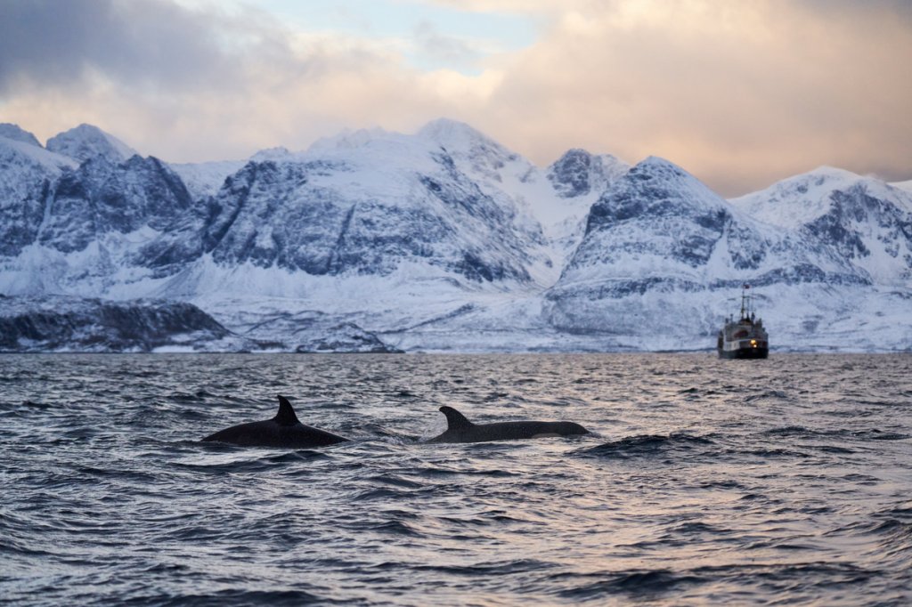 Orcas, Skjervøy