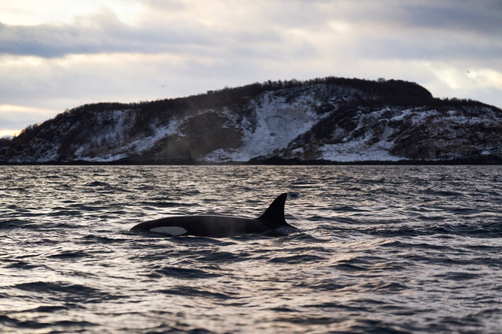 Orca, Skjervøy