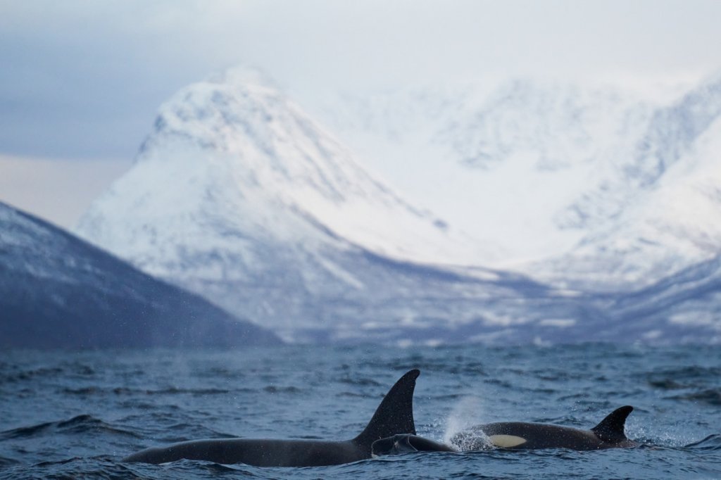 Orcas, Skjervøy