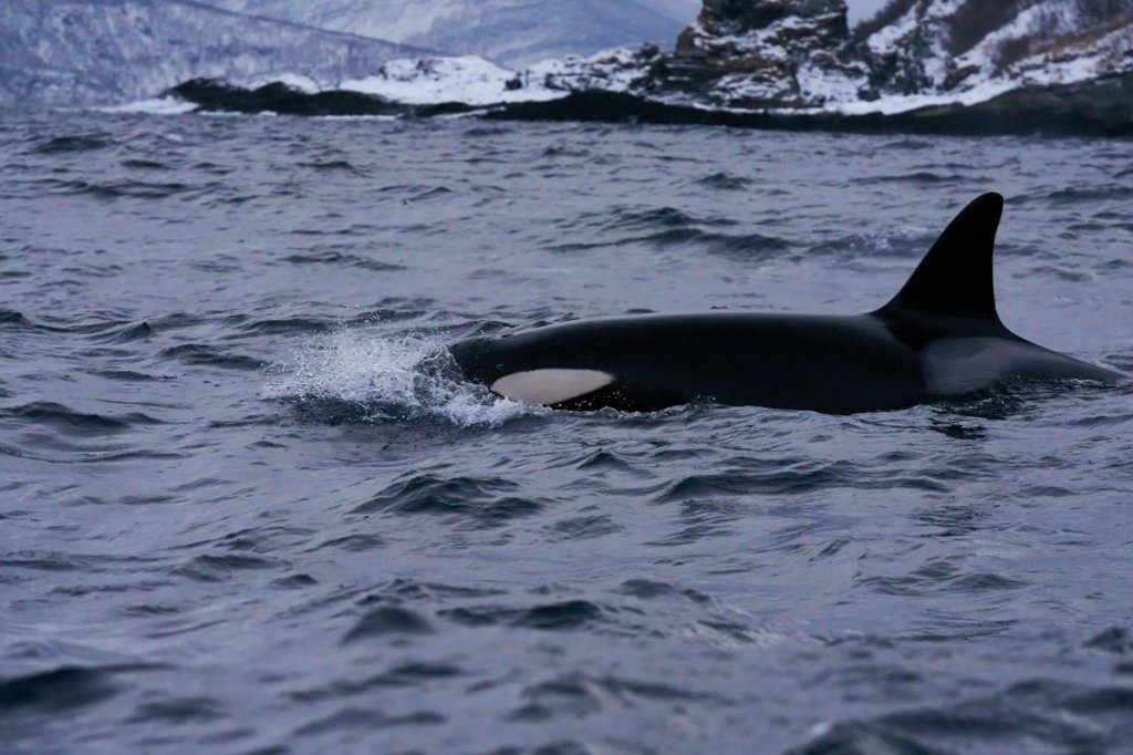 Orca, Skjervøy