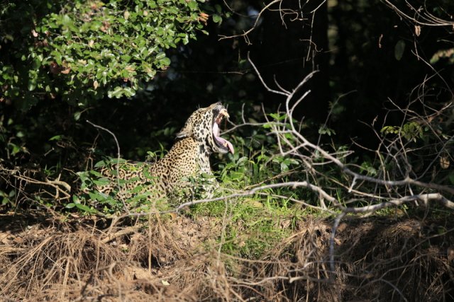 Jaguar