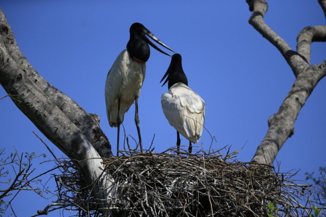 Jabiru-Störche