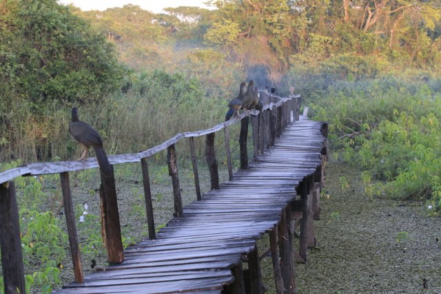 Morgenstimmung, Araras Eco Lodge