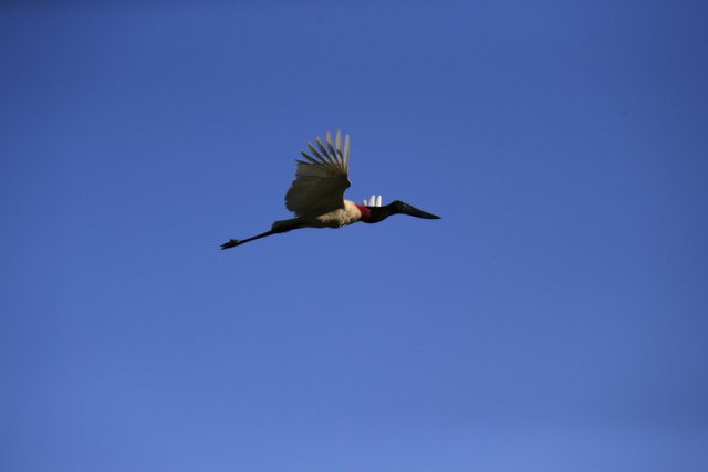 Jabiru-Storch