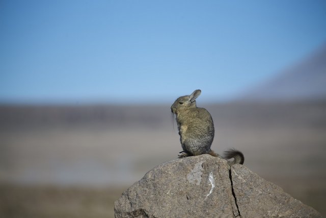 Hasenmaus (Viscacha)