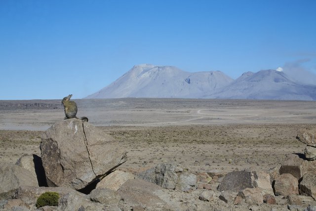 Hasenmaus (Viscacha) vor Vulkan Sabancaya