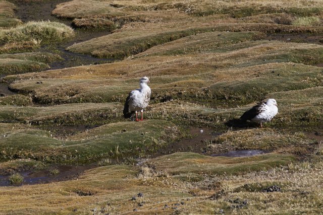 Andengänse (Andean Geese)