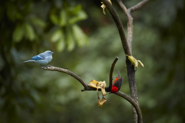 Blau- und Maskentangare (Blue-gray and Masked Crimson Tanager), Manu NP