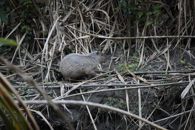 Wasserschwein (Capybara), Manu NP