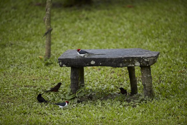 Schwarzkehlkardinal (Red-capped Cardinal), Manu NP